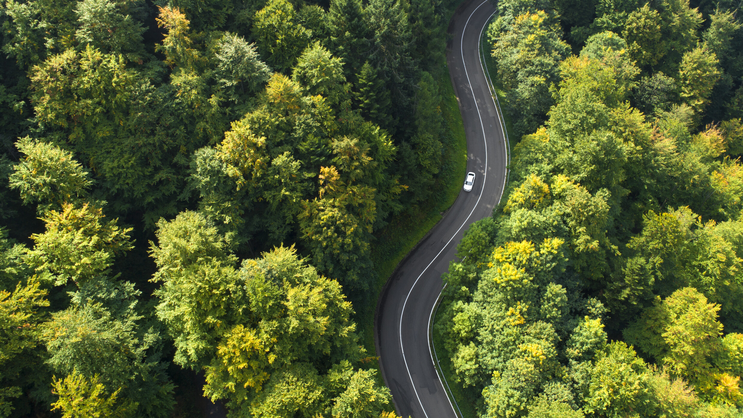 Straße durch den Wald mit Auto