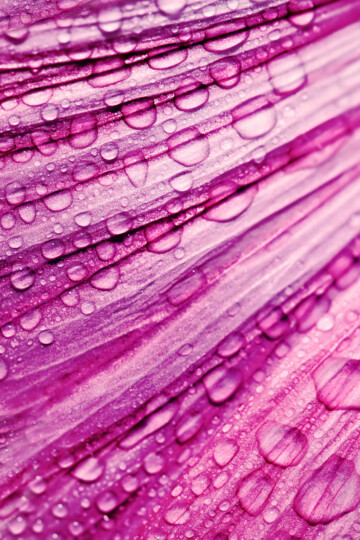Blüte mit Wassertropfen