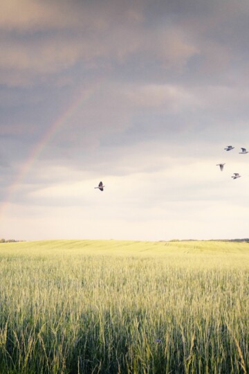 Rainbow in grass landscape