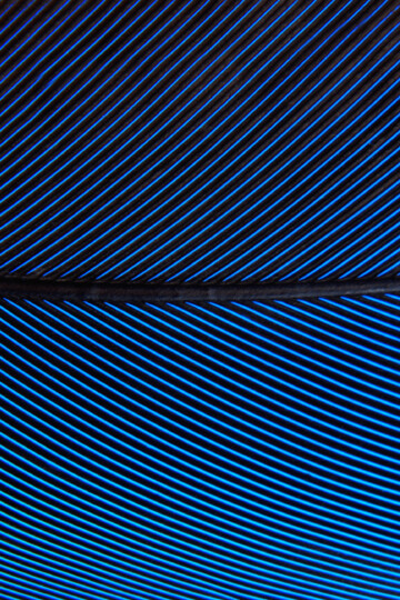 Blaue Feder in der Nahaufnahme
