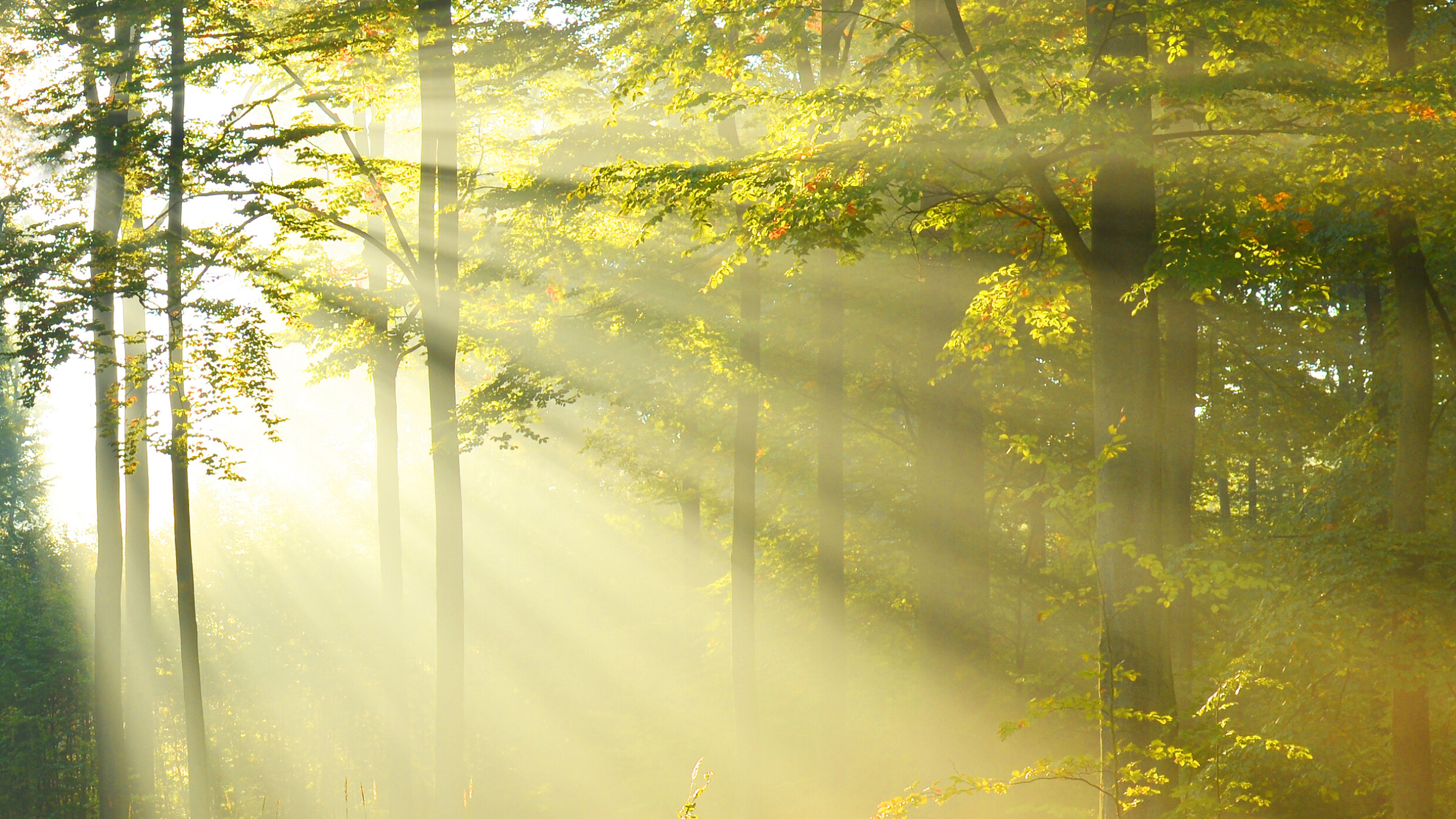 Sonnenstrahlen im Wald