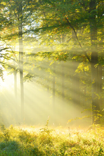 Sonnenstrahlen im Wald