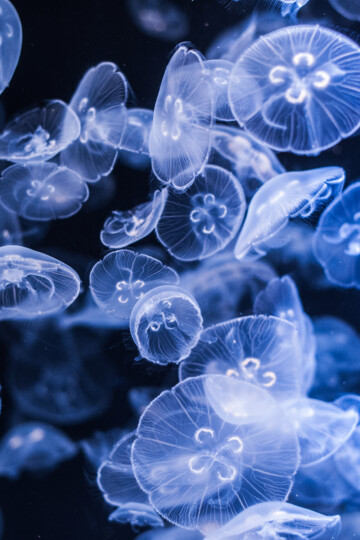 Quallen im Meer