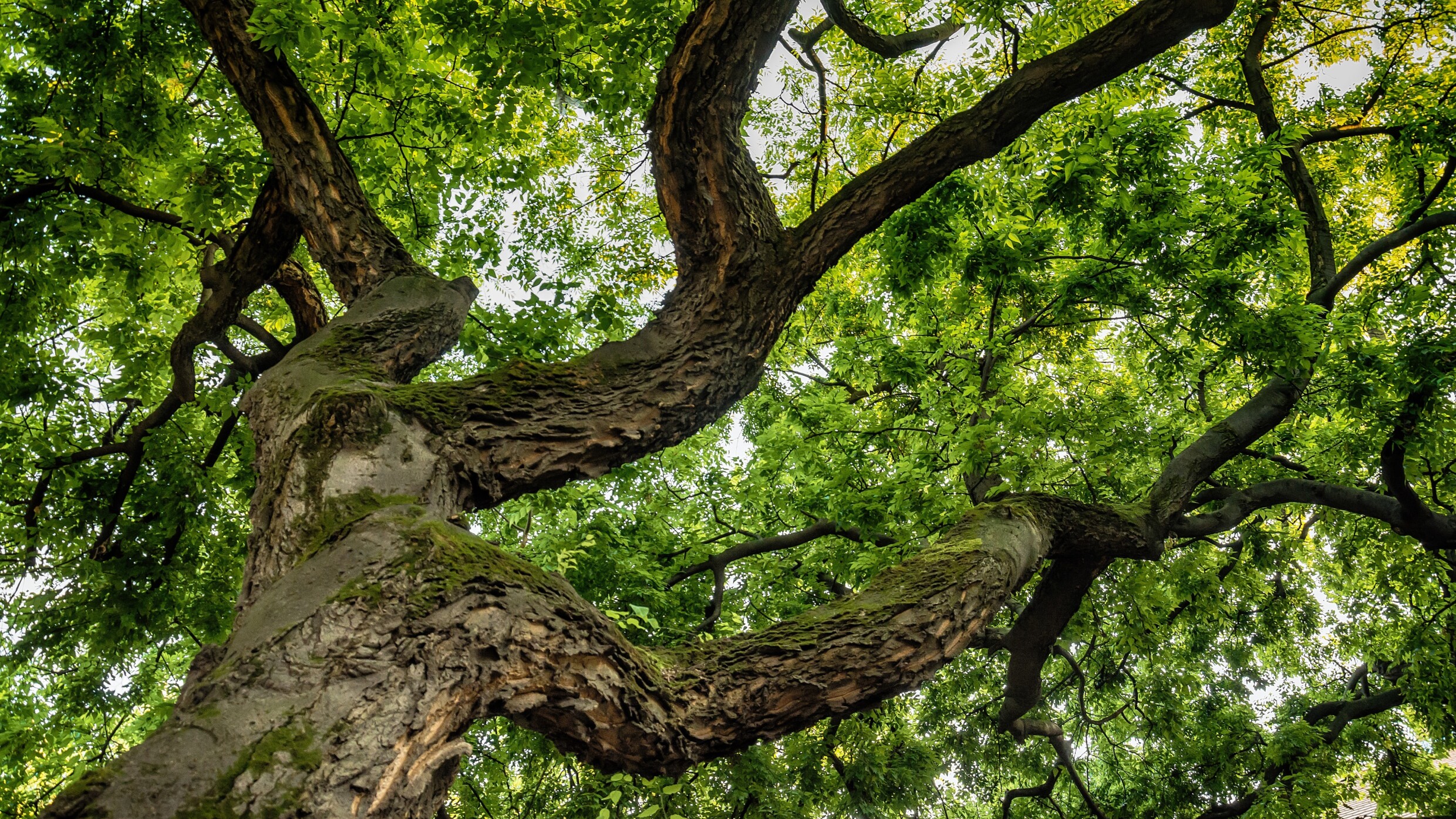 Baum im Sommer