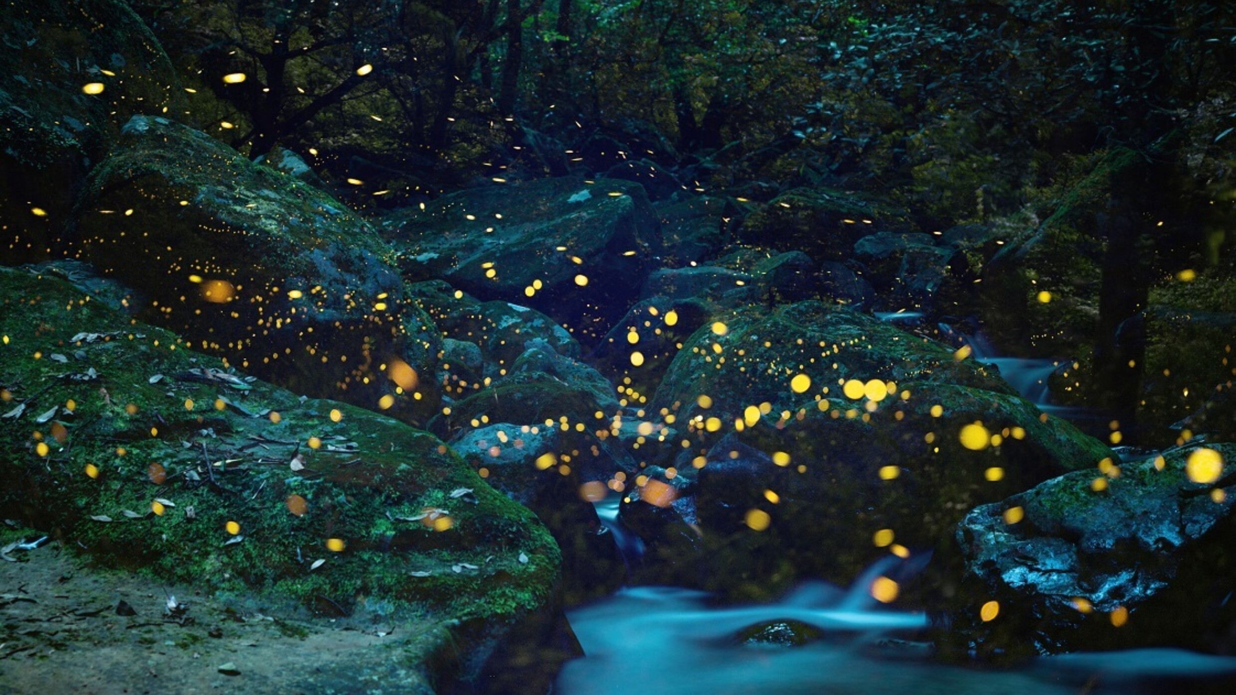 fireflies