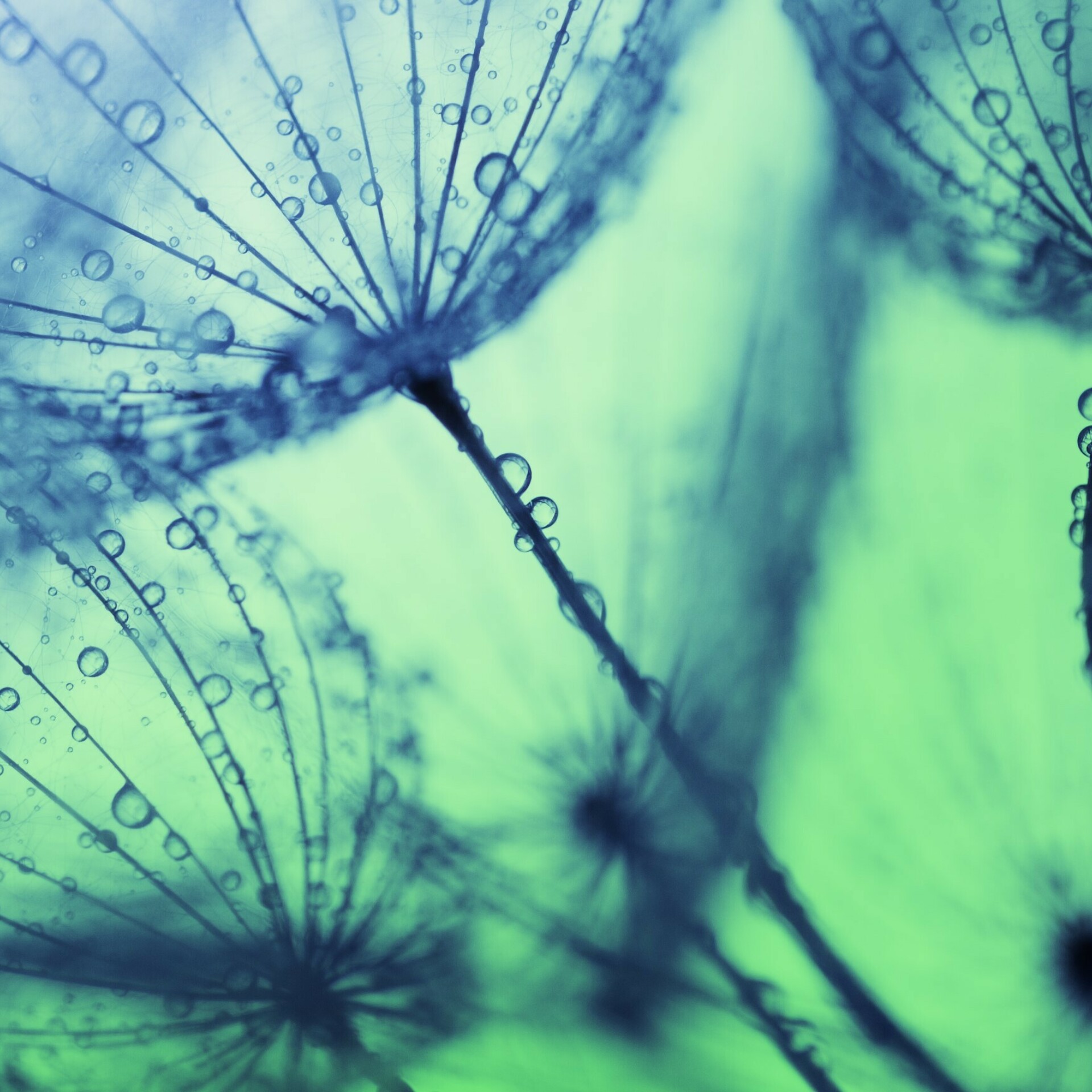 Flower with dew close-up