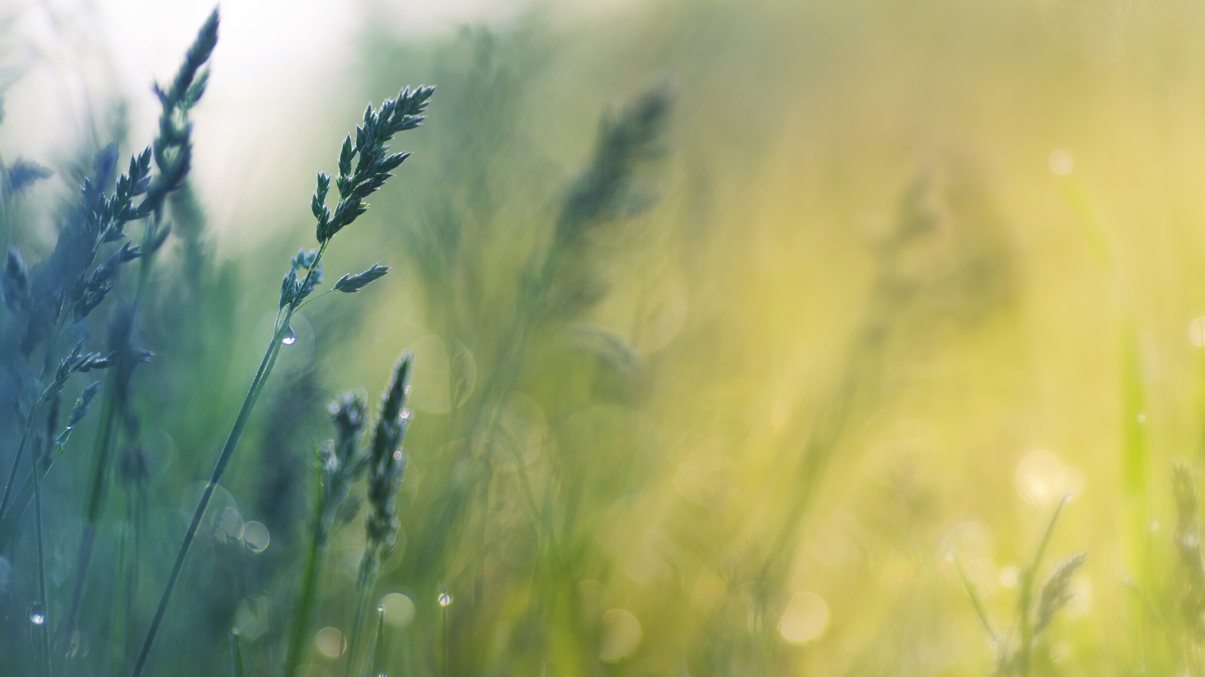 Lavender field detail